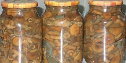 Slane pečurke kisele: šta raditi sa pečurkama